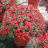 Chrysanthemum Bravo