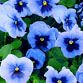 Pansy (Viola x Wittrockiana) Delta 'Light Blue with Blotch'