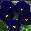 Pansy (Viola x Wittrockiana) Karma 'Deep Blue Blotch'