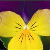 Viola Endurio 'Yellow with Violet Wing'