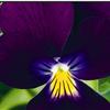 Viola Endurio 'Pure Violet'