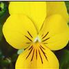 Viola Endurio 'Pure Yellow'