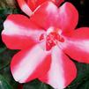 Impatiens Walleriana Double Silhouette 'Red Star'
