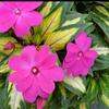 Impatiens New Guinea Painted Paradise 'Lilac'