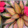 Impatiens New Guinea Painted Paradise 'Wine'
