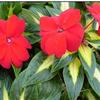 Impatiens New Guinea Painted Paradise 'Red'