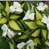 Impatiens New Guinea Painted Paradise 'White'