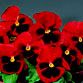 Pansy