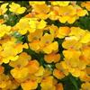 Nemesia Angelart 'Pear'