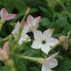 Nicotiana Starmaker 'Appleblossom'