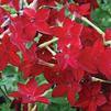 Nicotiana Starmaker 'Bright Red'