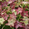 Nicotiana Starmaker 'Lime/Purple Bi-color'