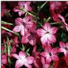 Nicotiana Starmaker 'Pink Picotee'
