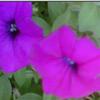 Petunia Ramblin' 'Purple'