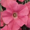 Petunia Easy Wave 'Salmon'