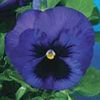 Pansy