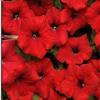 Petunia Easy Wave 'Red'