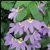 Scaevola Bombay 'Lavender'
