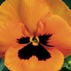Pansy