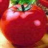 Vegetable Tomato 'Carnival'