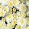 Chrysanthemum Frosty Cheryl