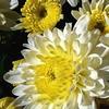 Chrysanthemum Aspen