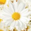 Chrysanthemum Sparkle