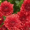 Chrysanthemum Jolly Cheryl