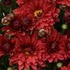 Chrysanthemum Stellar Red