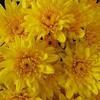 Chrysanthemum Goldcrest