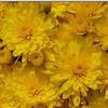 Chrysanthemum Yellowstone