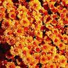 Chrysanthemum Spicy Cheryl