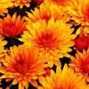 Chrysanthemum Bedazzled
