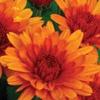 Chrysanthemum Sunset Orange