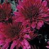Chrysanthemum Venus
