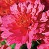 Chrysanthemum Flamingo Pink