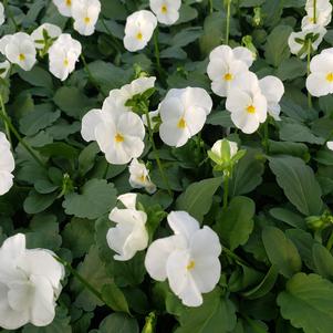 Viola cornuta Penny 'White'