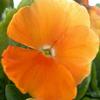 Pansy (Viola x Wittrockiana) Crown 'Orange'
