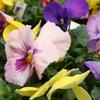 Pansy (Viola x Wittrockiana) Dynamite 'Silhouette Mix'
