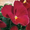 Pansy (Viola x Wittrockiana) Karma 'Rose'