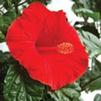 Hibiscus Tropical Tonga Wind