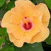 Hibiscus Tropical Mandarin Wind