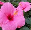 Hibiscus Tropical Cayman Wind