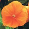 Pansy (Viola x Wittrockiana) Karma 'Orange Improved'