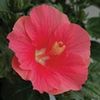 Hibiscus Tropical San Andreas Wind