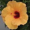 Hibiscus Tropical Aruba Wind