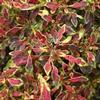 Coleus Tiny Red Toes