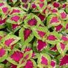 Coleus x Hybridus Wizard 'Rose'