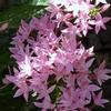 Pentas New Look 'Pink'