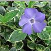 Vinca Ralph Shugart